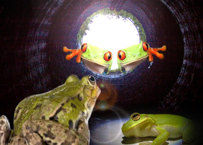 You are currently viewing Frogs in a Well